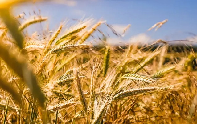 區(qū)塊鏈助力農(nóng)企 區(qū)塊鏈助力農(nóng)企